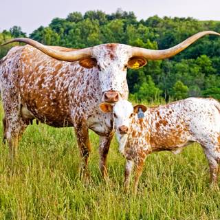 Texas longhorn 4k desktop wallpaper