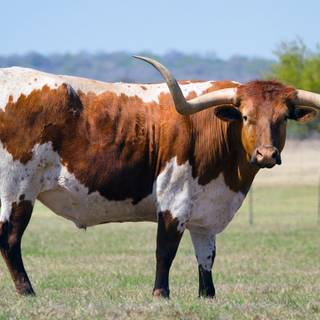 Texas longhorn 4k desktop wallpaper