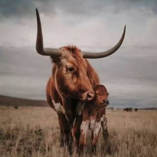 Texas longhorn wallpaper
