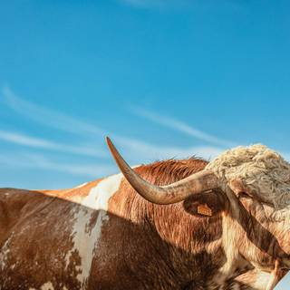 Texas longhorn wallpaper