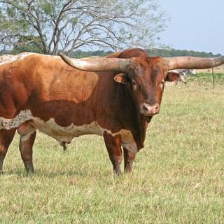 Texas longhorn wallpaper