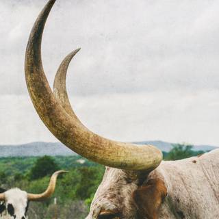Texas longhorn wallpaper
