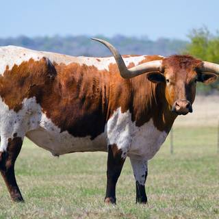 Texas longhorn wallpaper