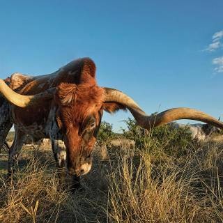 Texas longhorn wallpaper