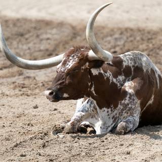 Texas longhorn wallpaper