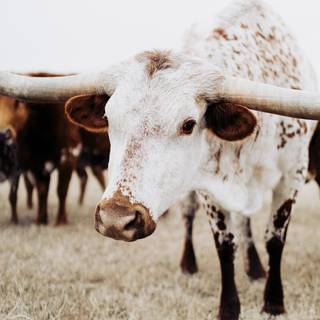 Texas longhorn wallpaper