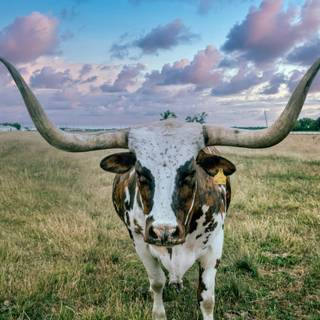 Texas longhorn wallpaper