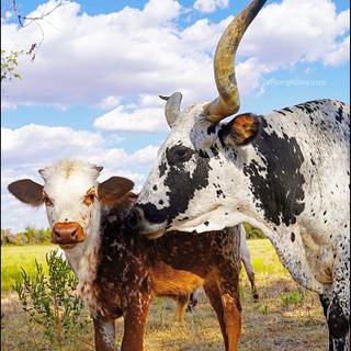 Texas longhorn wallpaper