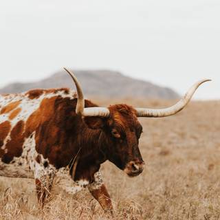 Texas longhorn wallpaper
