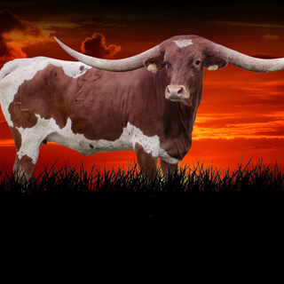 Texas longhorn wallpaper