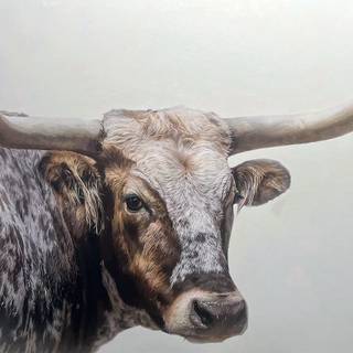 Texas longhorn wallpaper