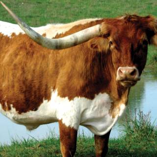 Texas longhorn wallpaper