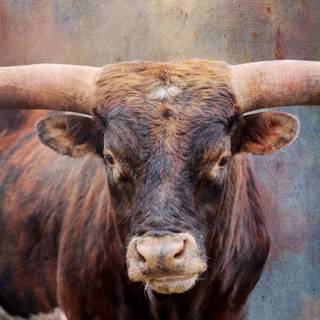 Texas longhorn wallpaper