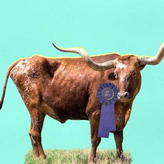 Texas longhorn wallpaper