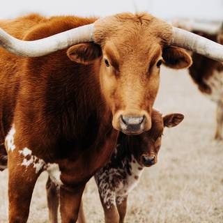 Texas longhorn wallpaper