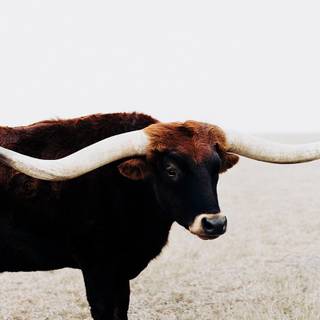 Texas longhorn wallpaper