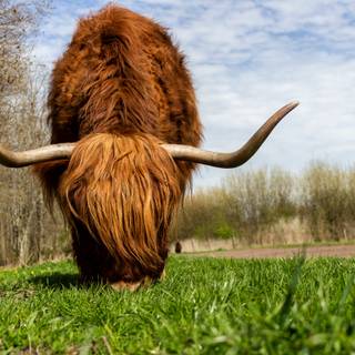 Texas longhorn wallpaper