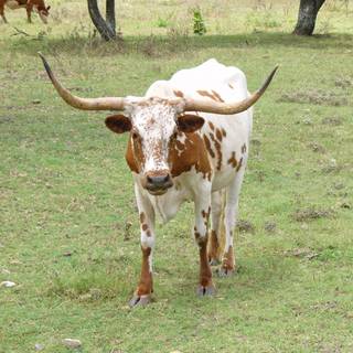 Texas longhorn wallpaper