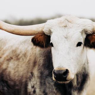 Texas longhorn wallpaper