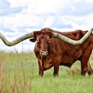 Texas longhorn wallpaper