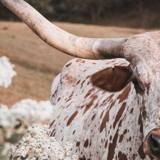 Texas longhorn wallpaper