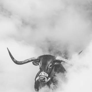 Texas longhorn wallpaper