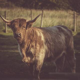 Texas longhorn wallpaper
