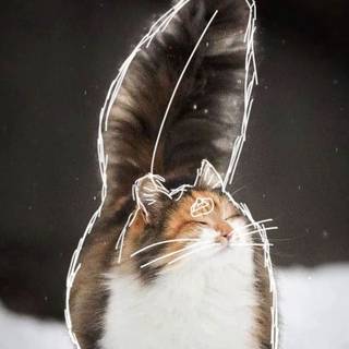 Calico cat funny wallpaper