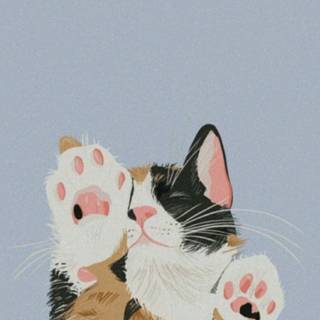 Calico cat funny wallpaper