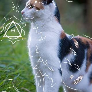 Calico cat funny wallpaper