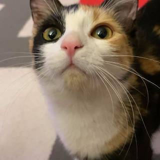 Calico cat funny wallpaper