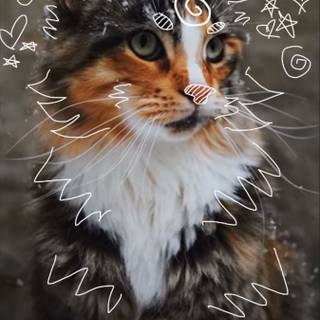 Calico cat funny wallpaper