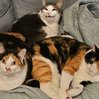 Calico cat funny wallpaper