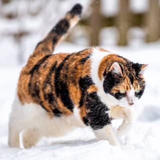 Calico cat funny wallpaper