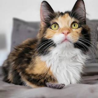 Calico cat funny wallpaper