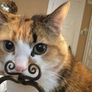 Calico cat funny wallpaper