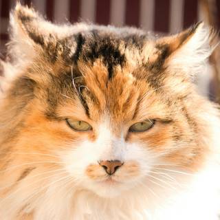 Calico cat funny wallpaper