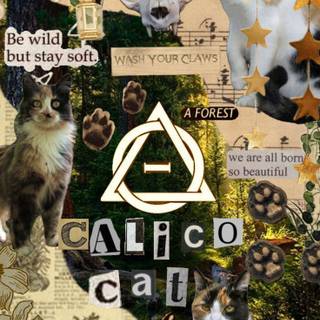 Calico cat funny wallpaper