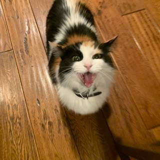Calico cat funny wallpaper