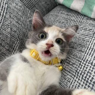 Calico cat funny wallpaper