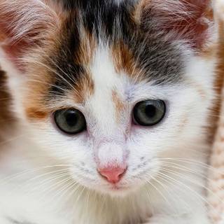 Calico cat funny wallpaper