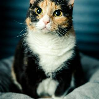 Calico cat funny wallpaper