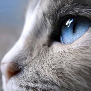 Side eyes cat wallpaper