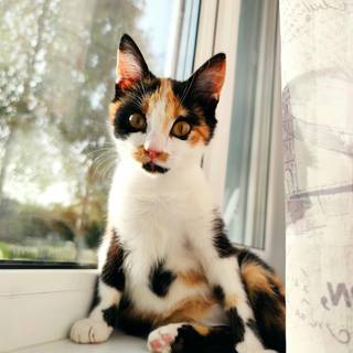 Calico cat funny wallpaper