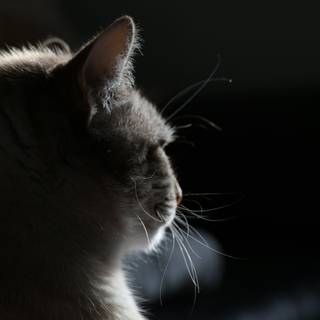 Side eyes cat wallpaper