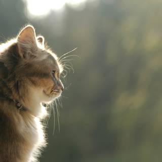 Side eyes cat wallpaper