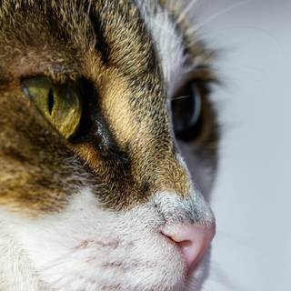 Side eyes cat wallpaper