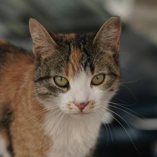 Calico cat funny wallpaper