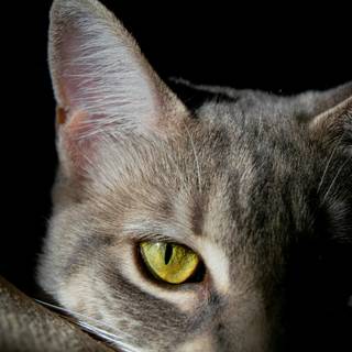 Side eyes cat wallpaper