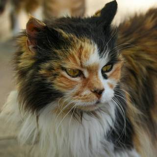 Calico cat funny wallpaper